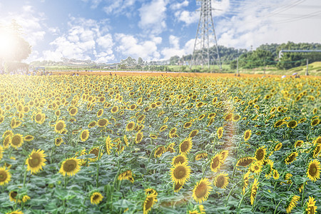 田野里的向日葵田园风景背景