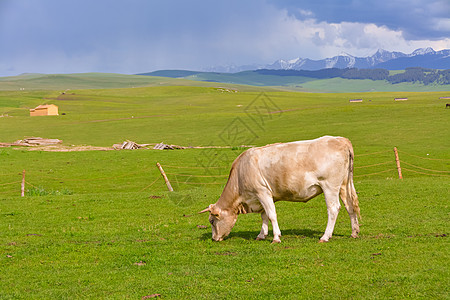 沿途美景新疆喀拉峻草原风光背景