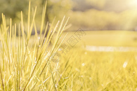 秋季黄色小草露水摄影图片图片