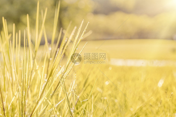 秋季黄色小草露水摄影图片图片
