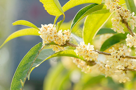 桂花特写八月桂赏桂花高清图片