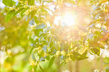 桂花树公园桂花树高清图片