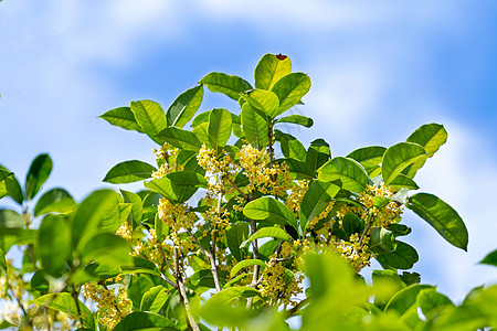 八月飘香桂花蓝天下的桂花树背景