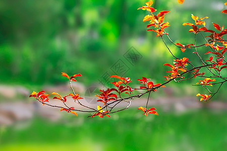 红叶树枝条图片