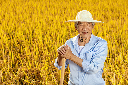 秋季农民稻田丰收图片