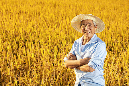 秋季农民稻田丰收水稻高清图片素材