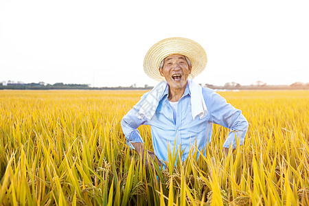 农民丰收喜悦秋季农民稻田丰收背景