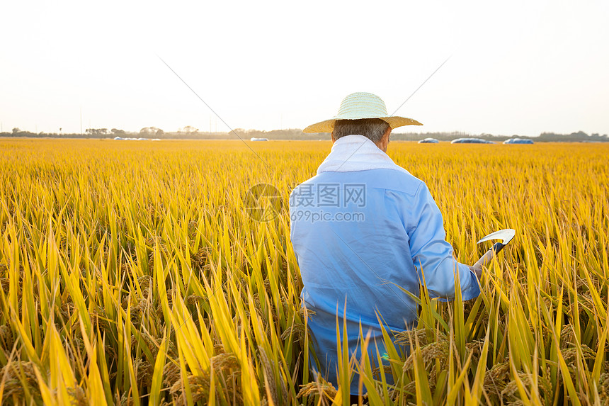 农民伯伯拿镰刀丰收水稻图片