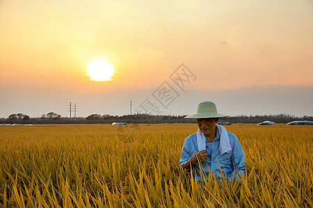 秋天农民丰收水稻背景