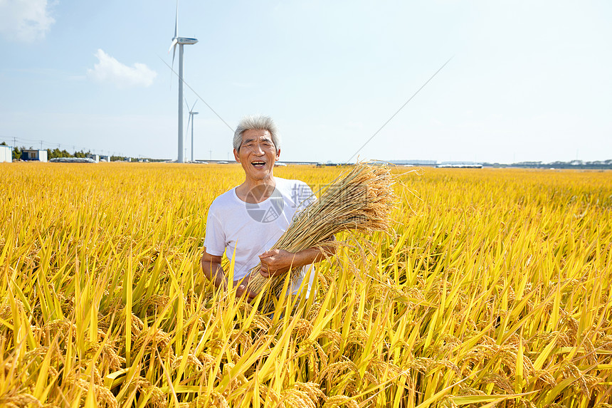 秋天农民丰收水稻