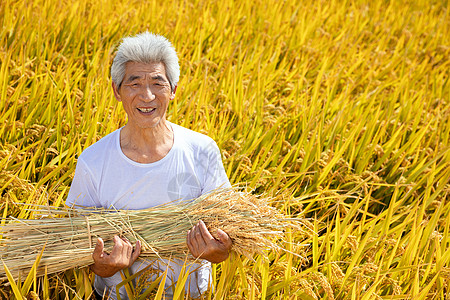 秋天农民丰收水稻高清图片