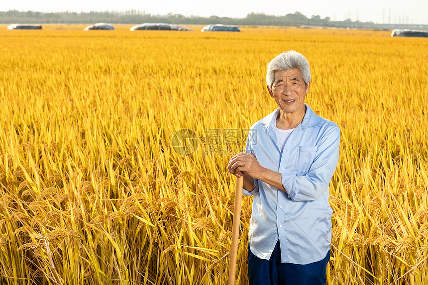 农民伯伯拿锄头在稻田里歇息