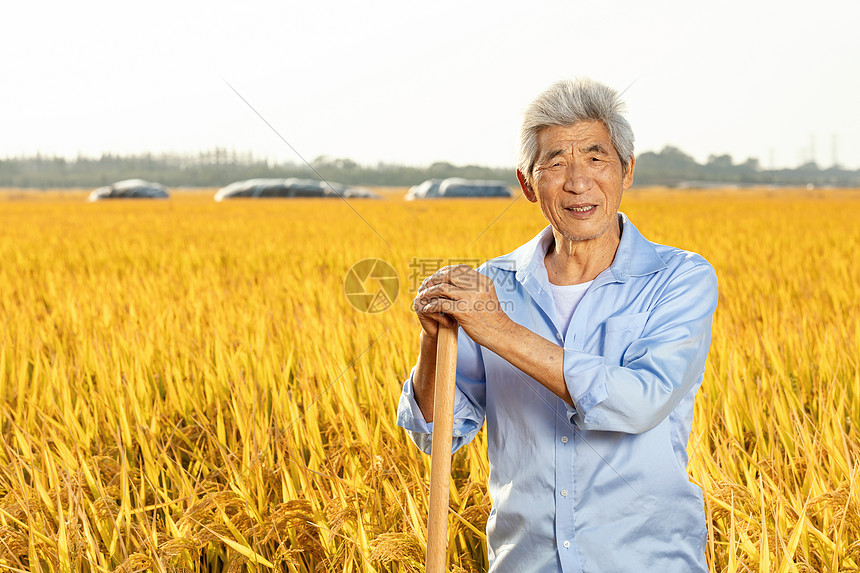 农民伯伯拿锄头在稻田里歇息
