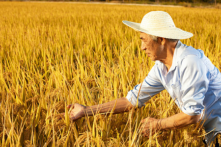 水稻收获秋天农民丰收水稻背景