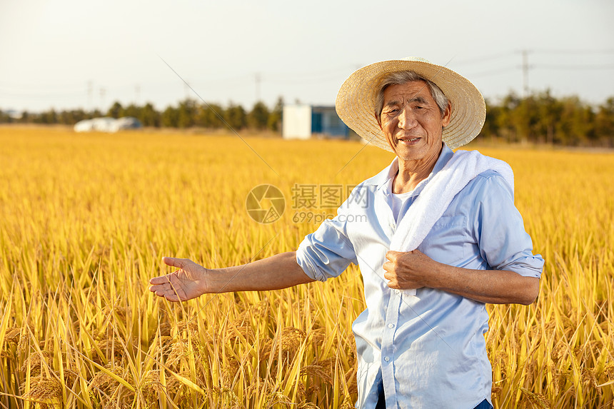 秋天农民丰收水稻图片