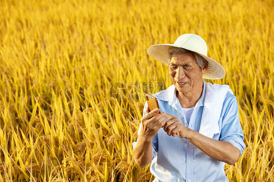 农民秋收稻田里打电话图片