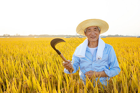 锤子镰刀农民伯伯拿镰刀丰收水稻背景