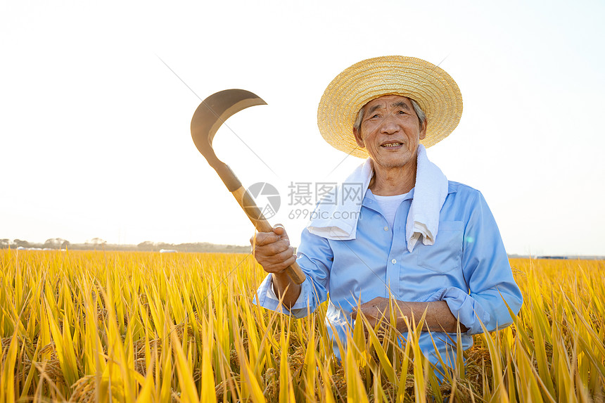 农民伯伯拿镰刀丰收水稻