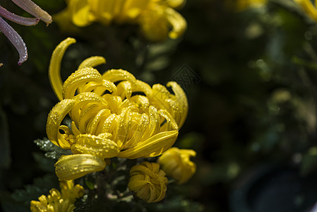 菊花展秋天早晨菊花上的露水背景