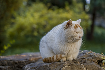 可爱猫咪秋天的流浪猫背景