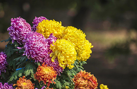 菊花展秋天菊花背景