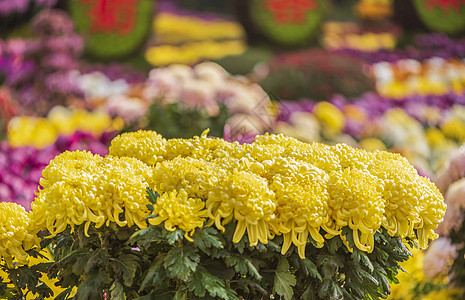 菊花展秋天黄色菊花背景