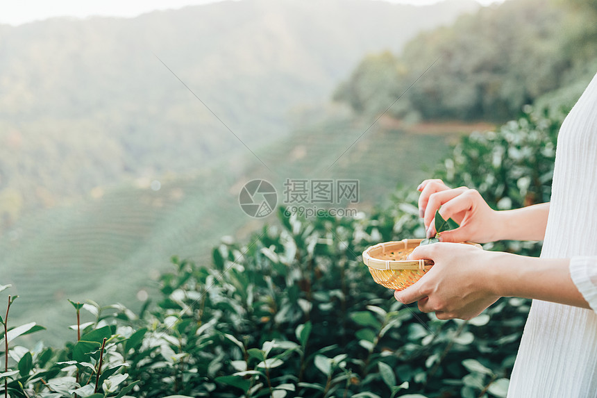 茶田里的采茶姑娘特写图片