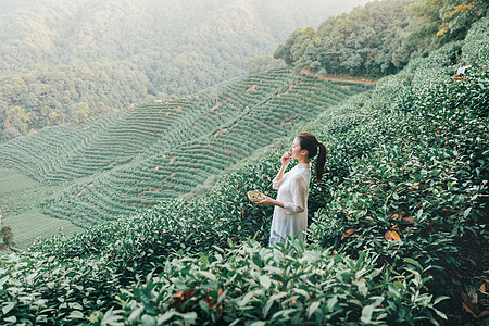 茶田里的采茶姑娘高清图片