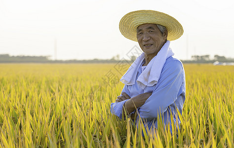 秋天水稻丰收农民抱胸形象背景图片
