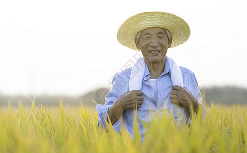 稻田农民秋天丰收劳动形象图片