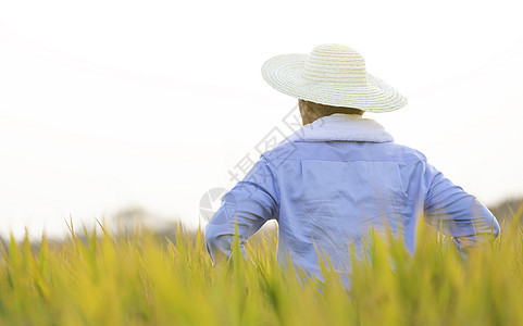 稻田农民背影户外高清图片素材