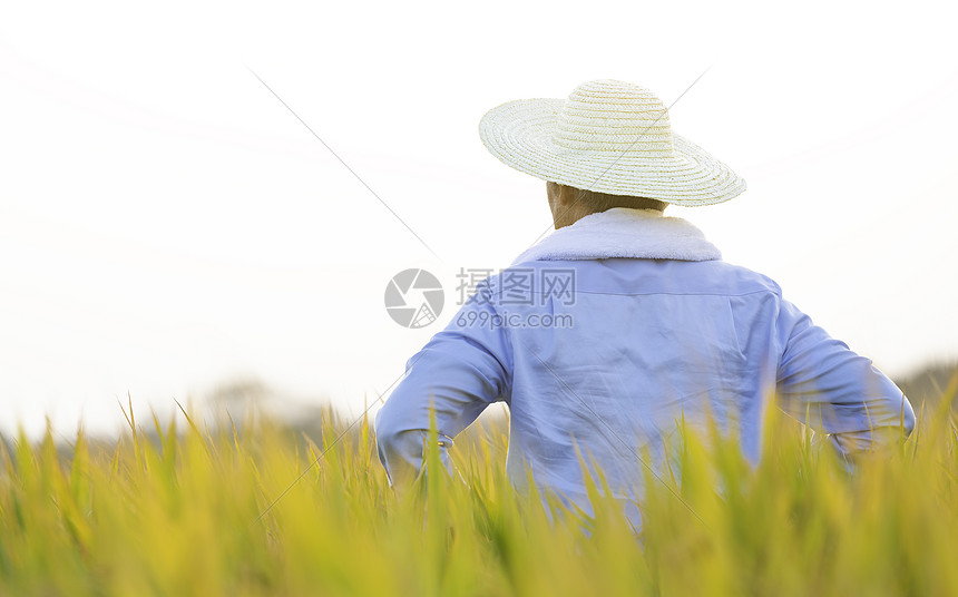 稻田农民背影图片