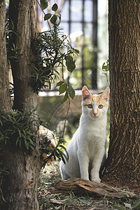 流浪猫图片