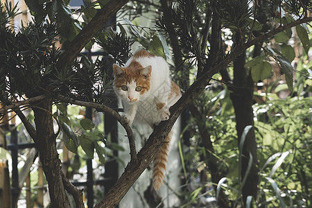 可爱的猫咪流浪猫背景