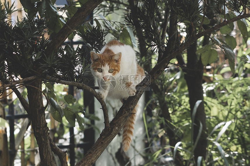 流浪猫图片