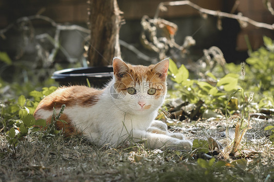 流浪猫图片