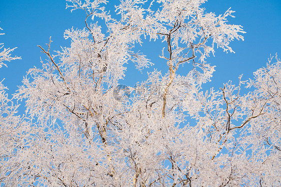 白桦树枝覆霜图片