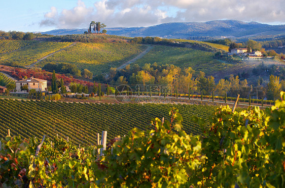 秋天的基安蒂古典葡萄园图片