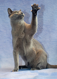 抬起爪子的缅甸猫图片