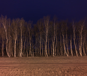 路灯照亮的桦树背景图片