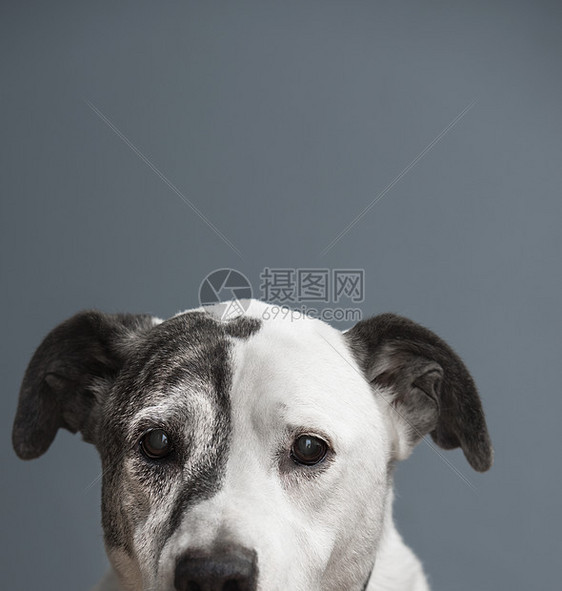 斗牛和大丹犬混血犬肖像图片