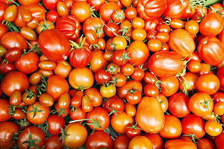 各种大小的西红柿图片