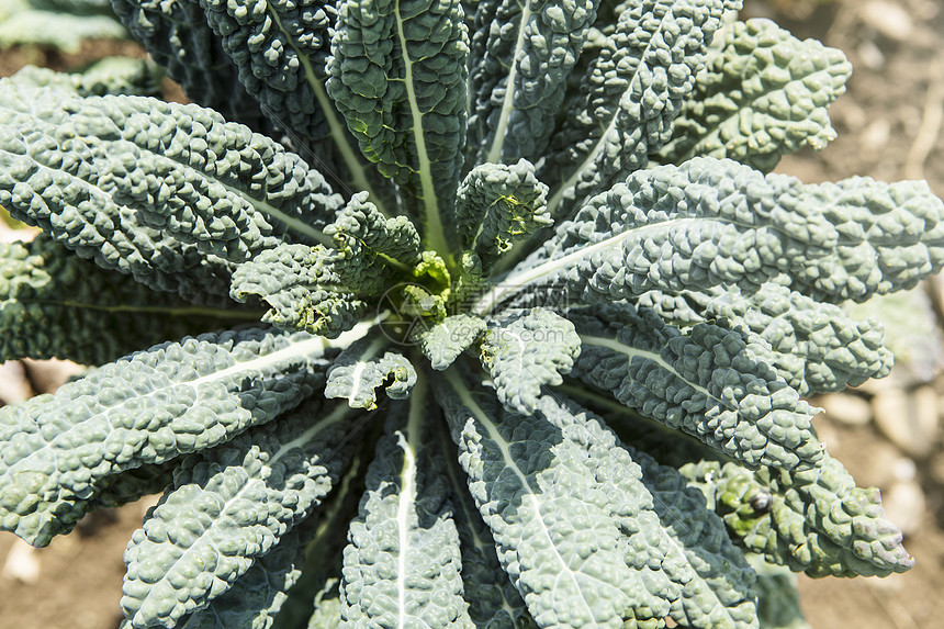 绿色植物图片