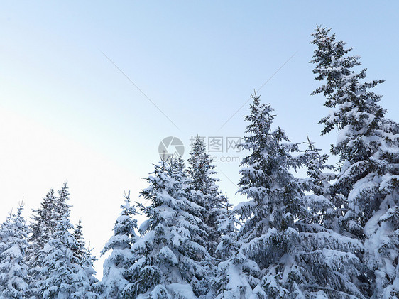 白雪皑皑的松树图片