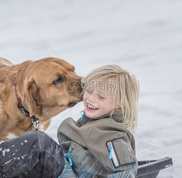 宠物狗在雪地里舔男孩的耳朵图片