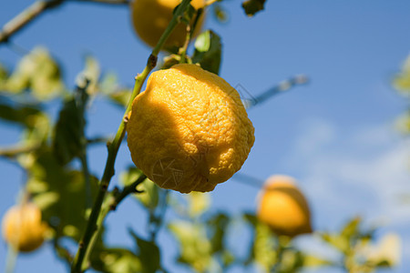 树上柠檬的特写镜头图片