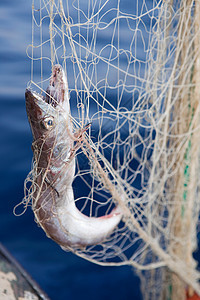 渔网上的一条鱼图片