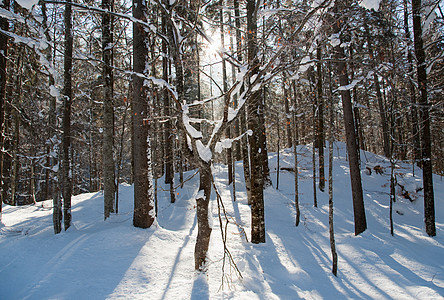 阳光穿过冬季森林图片