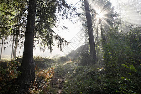 阳光透过森林图片