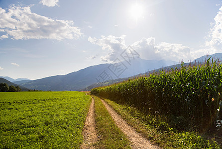 农场玉米地的小路图片